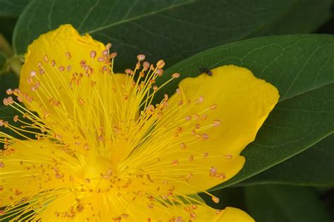 Images Gratuites Fleur Feuille Pétale Produire Botanique Jaune