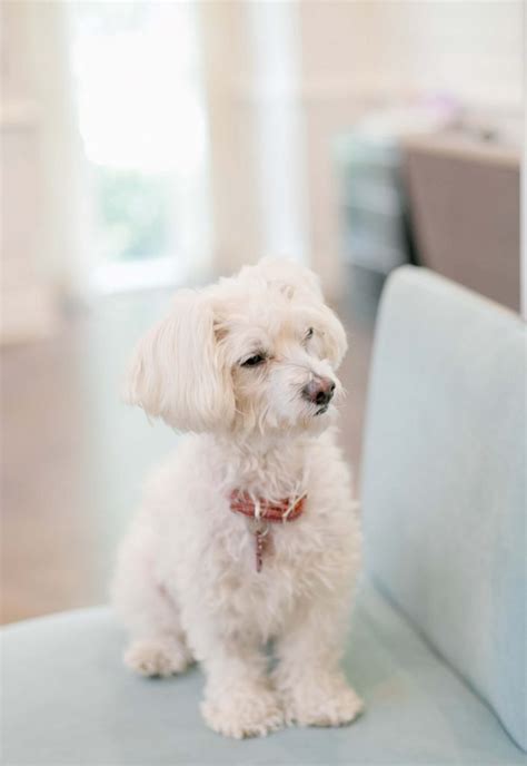 Maltipoo Weight Chart: A Complete Growth Guide - Raised Right - Human-Grade Pet Food