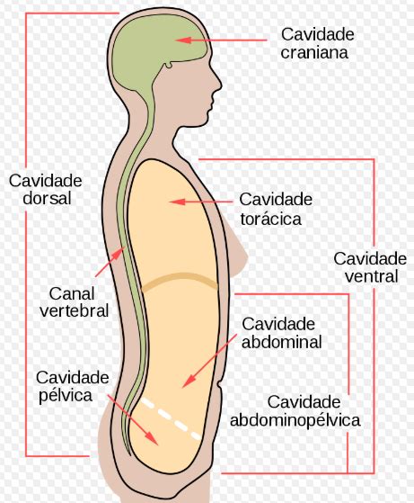 Cavidades Corporais - Quais São As Cavidades Do Corpo Humano? – GZVZU