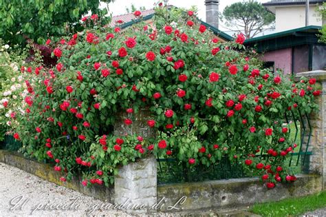 Клаймбер (Фотоальбом) - treepics.ru