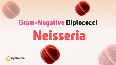 Gram-Negative Diplococci: Neisseria