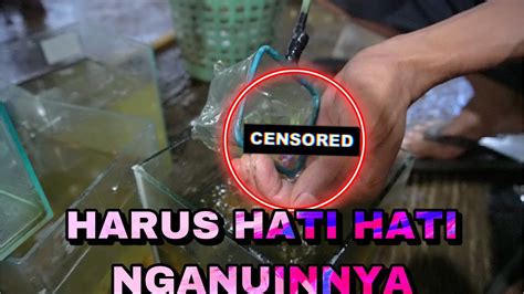 Penanganan Ikan Kuncup Youtube