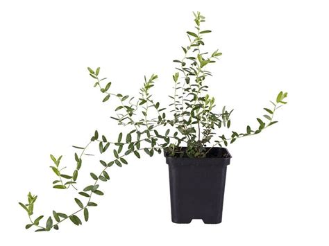 Купить саженцы клюквы с доставкой из питомника оптом