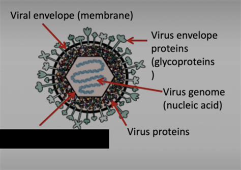 Viruses Flashcards Quizlet