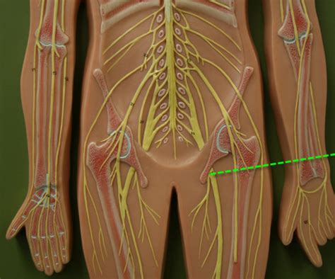 Sacral Plexus Model