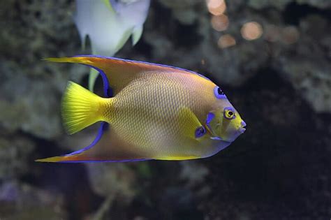 Saltwater Angelfish Species