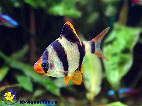 аквариумные рыбки фото и название-картинки Все про аквариум ...