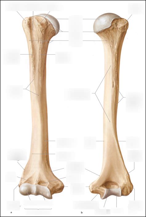 Humerus Structure Diagram Quizlet