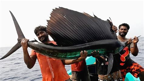 Catching Sail Fish King Fish Mahi Mahi Fish In The Deep Sea