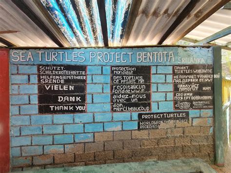 Bentota | SL Turtle Hatcheries