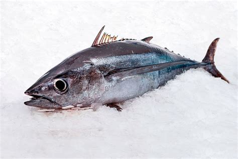 bonito fresco al por mayor | Asturpesca