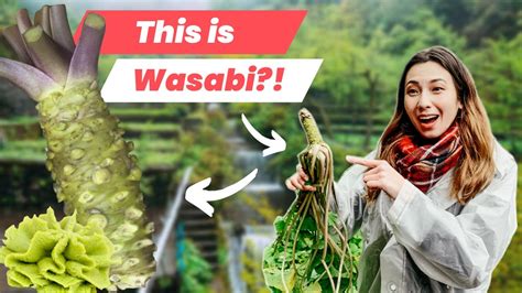 Wasabi Feast! Harvesting Fresh Wasabi in Izu, Shizuoka! - YouTube