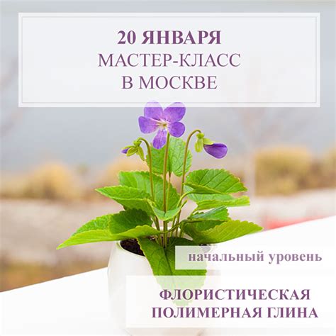 Фиалка лесная в кашпо | Saison Romantique - цветы ручной работы