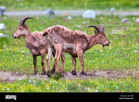 The West Caucasian tur or Capra caucasica in Kabardino-Balkaria Nature ...