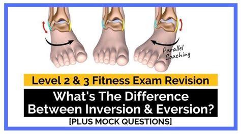 What's The Difference Between Inversion and Eversion?