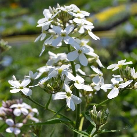 Hesperis matronalis 'White' Sweet Rocket | Buy Herb Plants