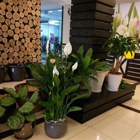 спилы древесные | Plants, Garden