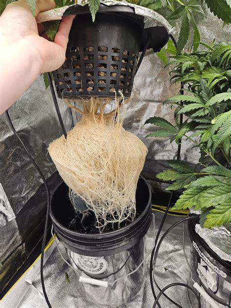 Ghost Toof Root Porn R MephHeads