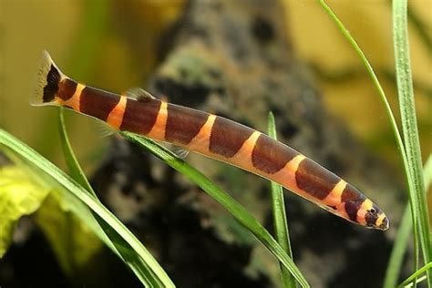 kuhli loach chibi aquarium