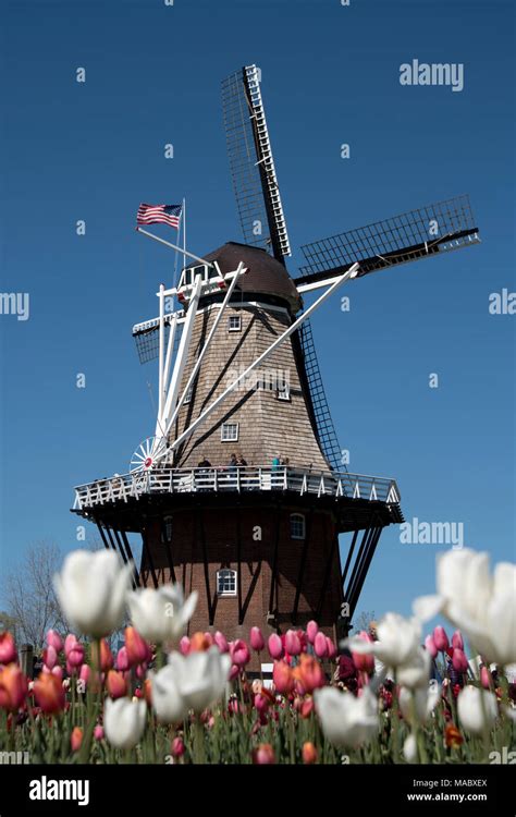 Tulips in Holland, Michigan, USA Stock Photo - Alamy