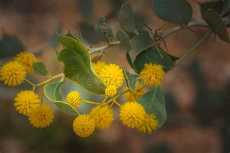 Western Australia Native Wildflower Macro Yellow Wattle Stock Image Image Of Fluffy Yellow