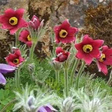 Pasque Flower Seeds Anemone Pulsatilla Vulgaris Red | Etsy