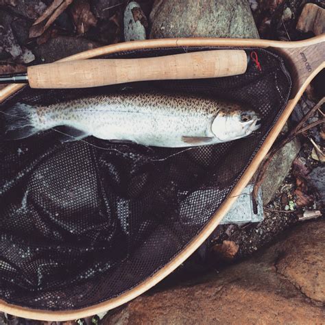 Rainbow Tenkara In North Carolina Scrolller