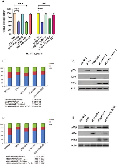 P Cell Cycle Arrest Function In Response To Aip Pirh Regulation