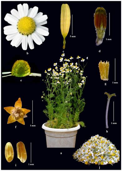 Plants Free Full Text A Comprehensive Review On Biology Genetic