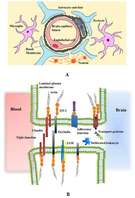 The Schematic Diagram Of The Neurovascular Unit And Tight Junctions