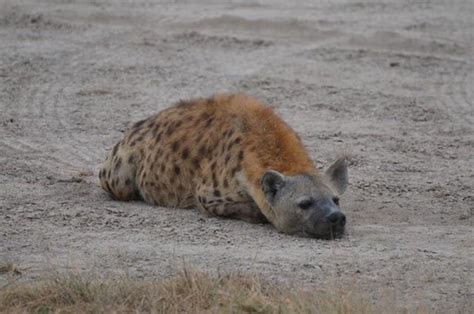 Hyenas are part of the group “Feliformia”, meaning they are closely