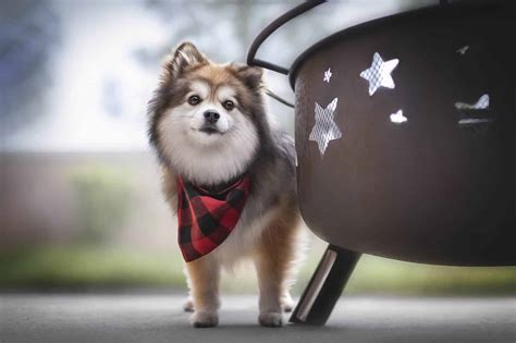 Pomsky Temperament: Do They Make Good Family Dogs? - A-Z Animals