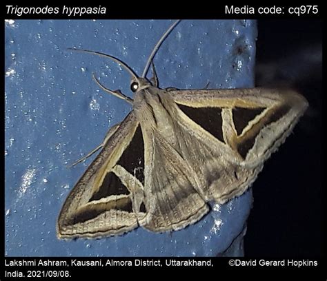 Trigonodes Hyppasia Cramer Moths