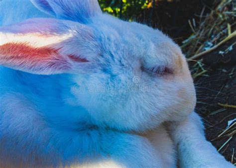 White albino rabbit stock photo. Image of albino, green - 41478484