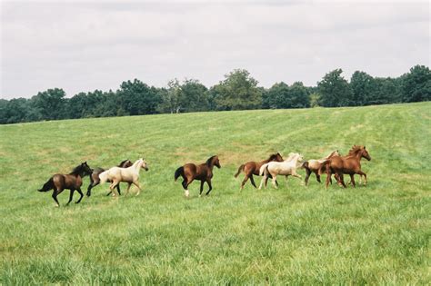 How to Care for a Yearling Horse (Feed, Training, etc.)