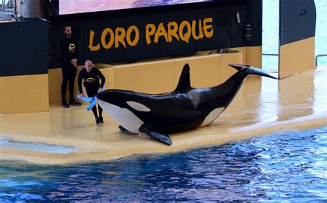 3 Orcas Die Within 18 Months At Popular Tenerife Marine Park Loro Parque