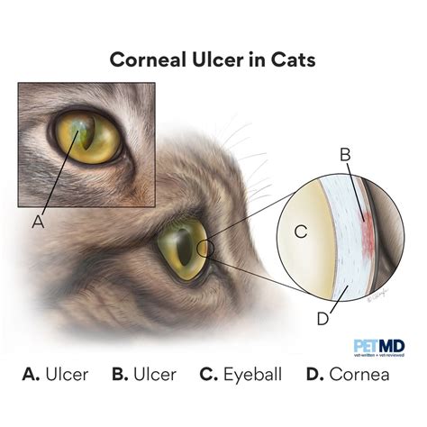 How Long Do Eye Ulcers In Dogs Take To Heal