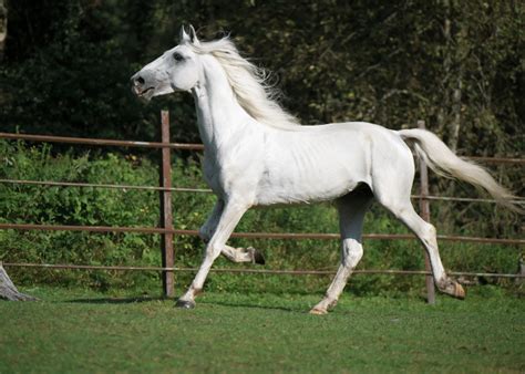 20 White Horse Breeds With Pictures