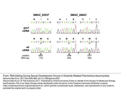 Fig 4 Analysis Of Putative RNA Editing Events In P Confluens Ppt