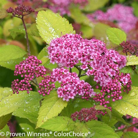 Double Play® Blue Kazoo® Spirea Plant Addicts
