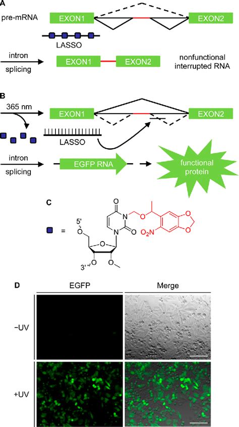 Figure 1 From Conditional Control Of Alternative Splicing Through Light