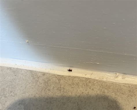 Seeing these bugs a lot since last week within the house . How to