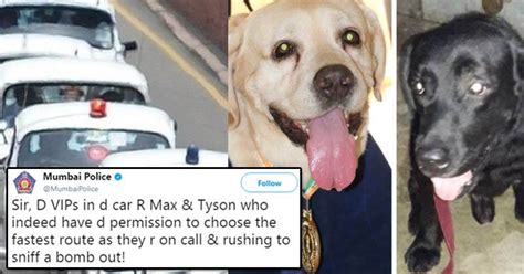 dog vip main - RVCJ Media