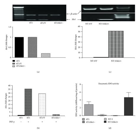 Generation Of Two Pairs Of Ido1 And Ido1− Clones From Murine Breast