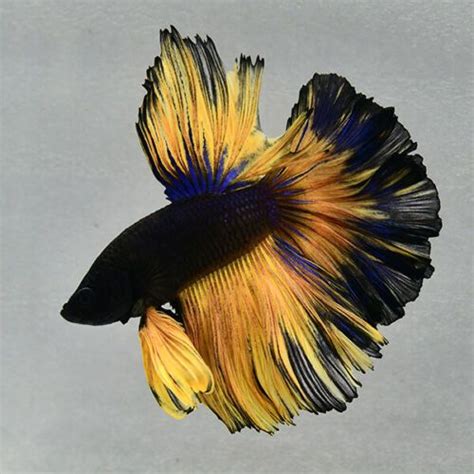 Live Betta Fish Black Mustard Half Moon Male D28 Premium Grade