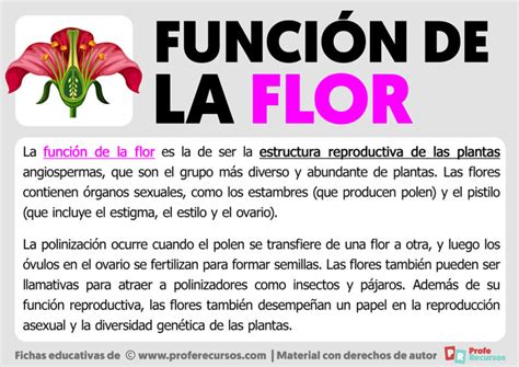 Función de la Flor