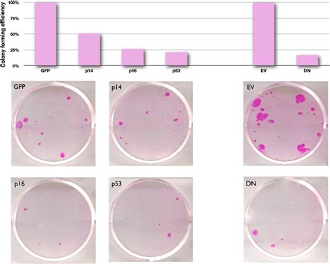 Colony Forming Efficiency Analysis Of NHEK Transduced With P14ARF