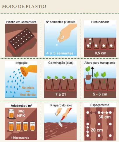 Sementes De Amor Perfeito Gigante Su O P Rpura Isla Multi Loja Plantei