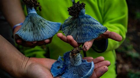 Indigo Lactarius R Fungi