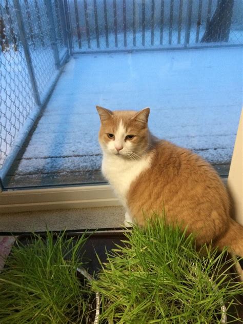 sparta animal clinic 2